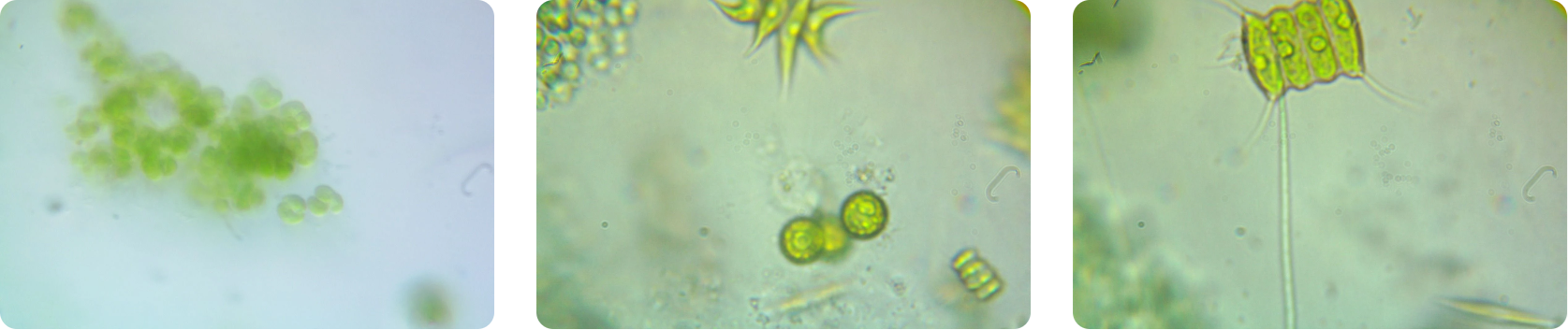 Phytoplankton 2