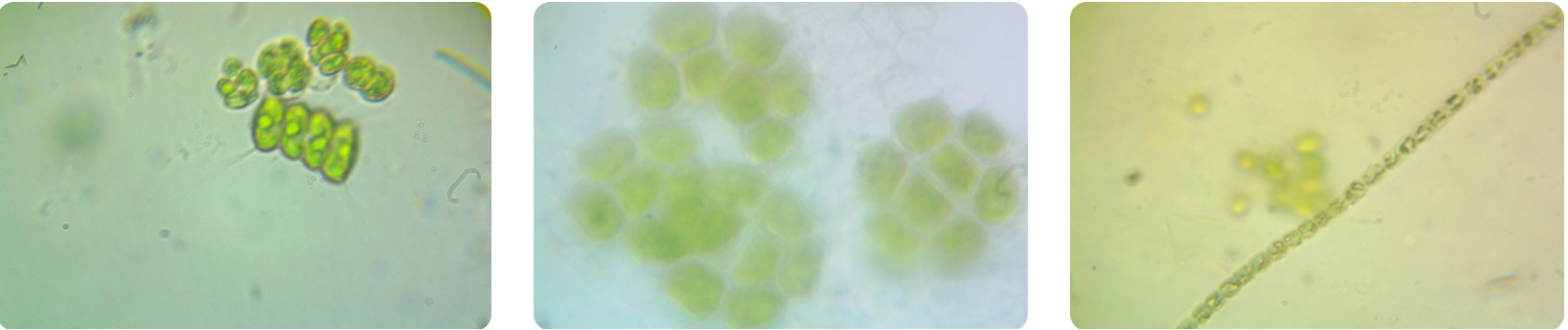 Phytoplankton 3