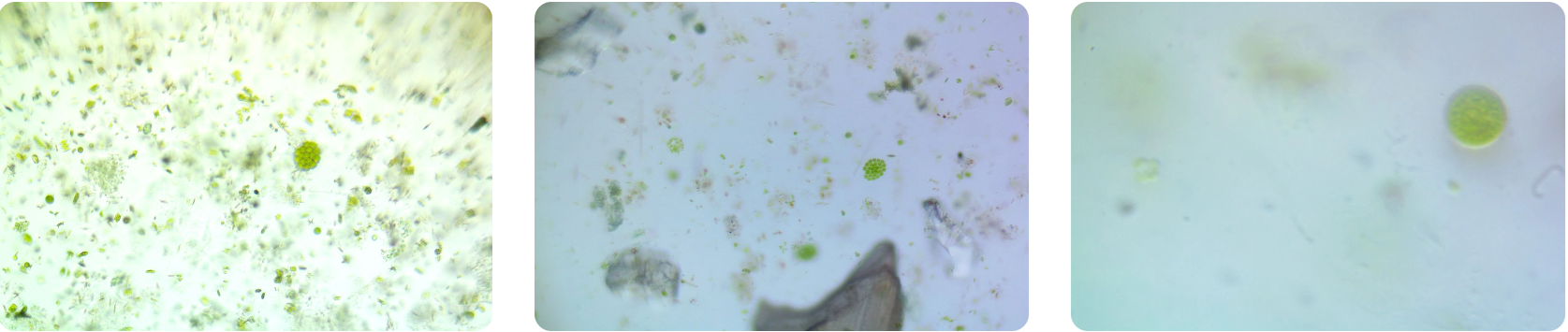Phytoplankton 4
